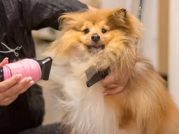 How to Groom a Sheltie: 3 Vet-Verified Tips & Steps