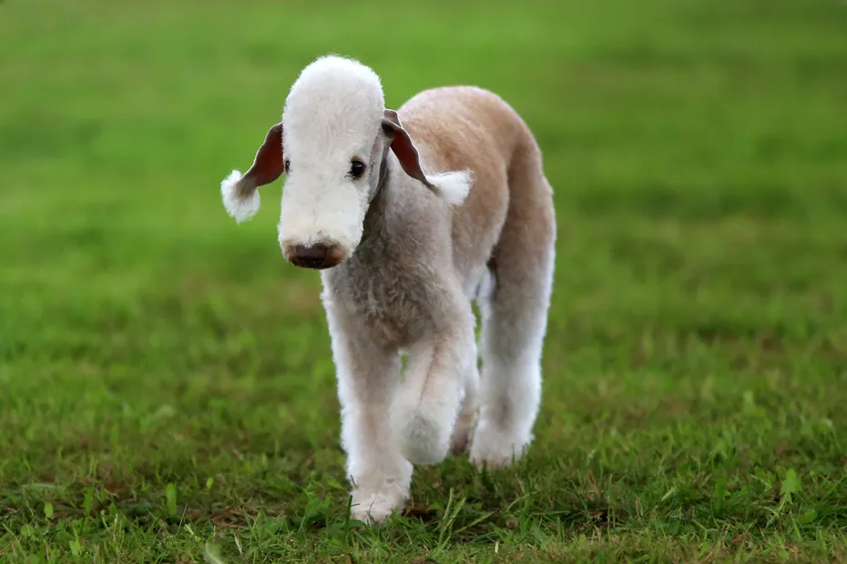 Bedlington Terrier