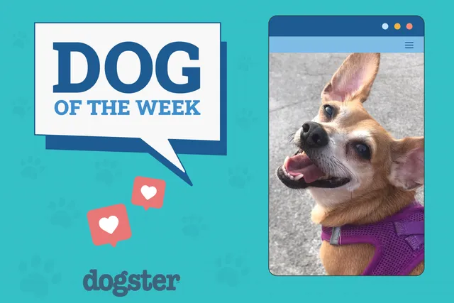 Dogster Photo Contest: Dogs of the Week Winners (January 8, 2026)