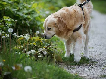 Top 12 Dog Breeds with the Best Sense of Smell (With Info & Pictures)