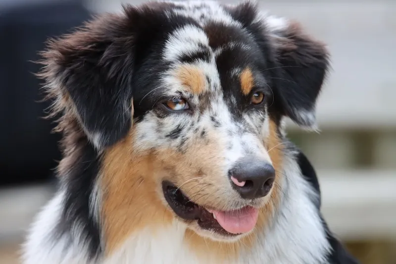 Tricolored Australian Shepherd close up