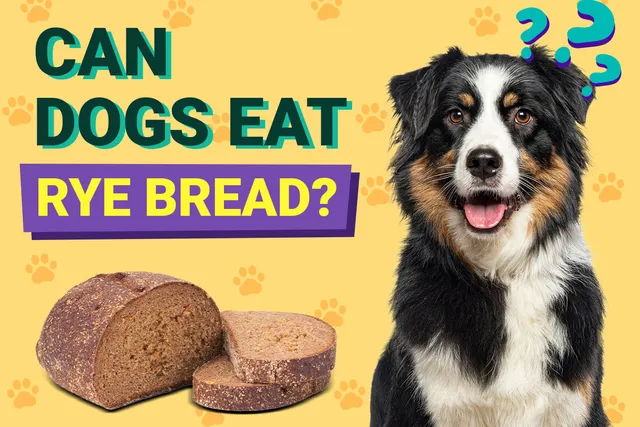 Can Dogs Eat Rye Bread? Vet-Verified Nutrition Facts & FAQ