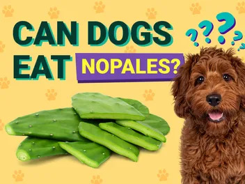 Can Dogs Eat Nopales? Vet-Verified Facts & FAQ