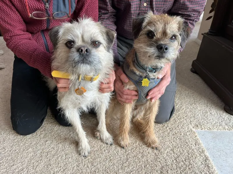 Gizmo (left) and Chester the Border Terrier