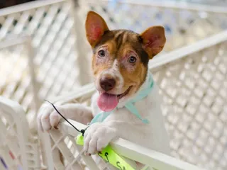 4 DIY Creative Playpens for Dogs (With Instructions)