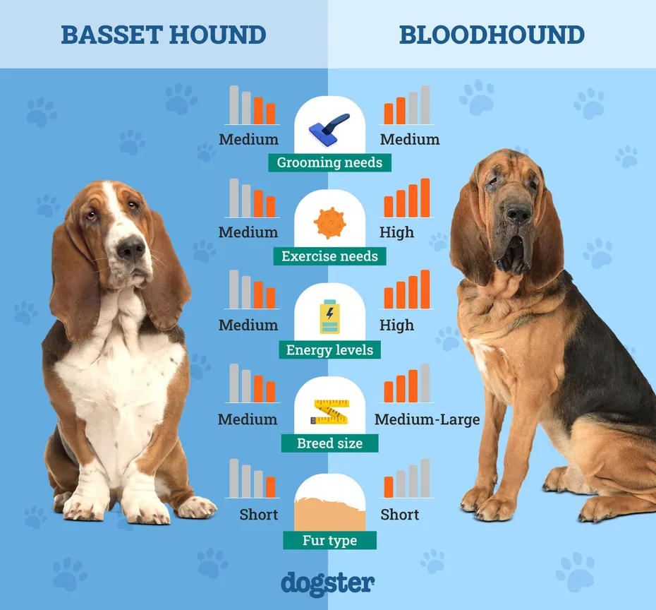 Dogster_Side by Side Comparison_Basset hound vs Blood Hound