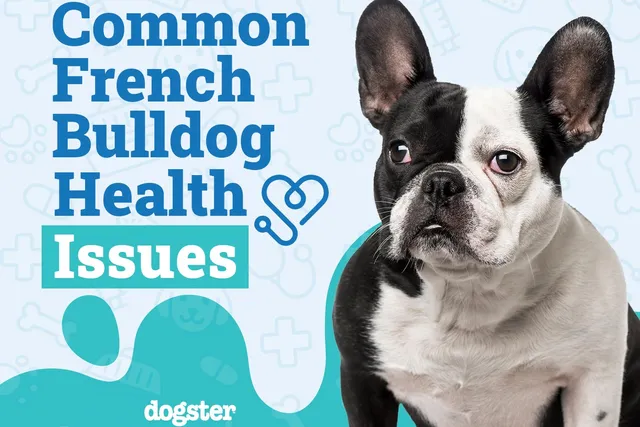 15 Common French Bulldog Health Issues to Look Out For