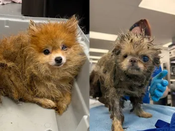 The Ultimate Adoption Glow-Ups: From Squalor to Splendor