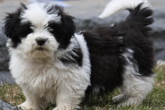 Shorgi Dog Breed: Info, Pictures, Care Guide & More