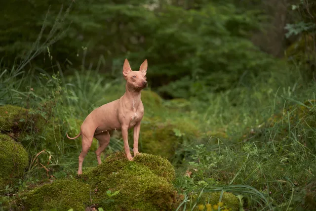 American Hairless Terrier Dog Breed: Info, Pictures, Facts & Traits