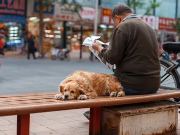 Dogs in Chinese Culture & History: From Early Domestication to Modern Day