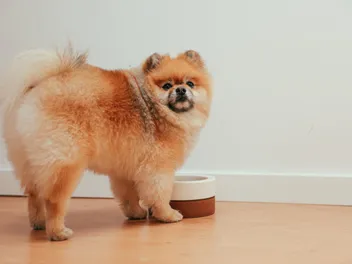 Why Some Dogs Treat Mealtime Like Playtime - And When to Pay Attention