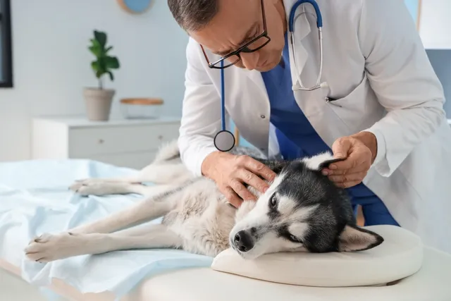 Dog Ear Infections: Causes, Treatments & Prevention (Vet Answer)