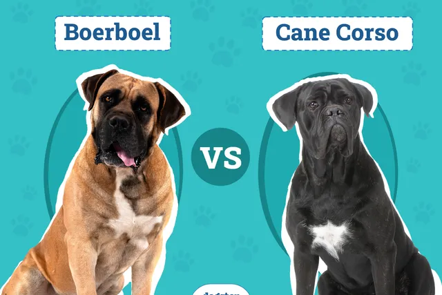 Boerboel vs Cane Corso: Main Differences (With Info & Pictures)