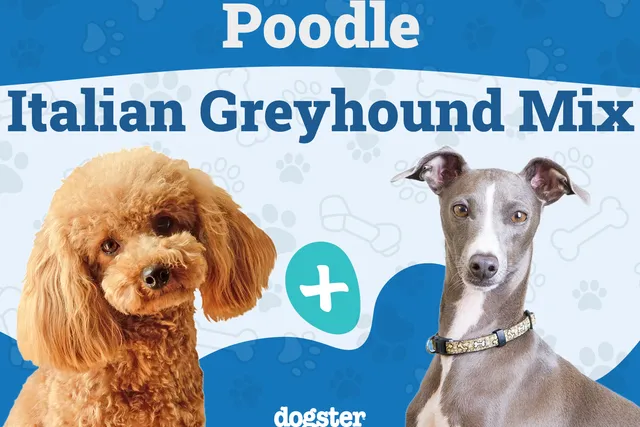 Pootalian (Poodle & Italian Greyhound Mix): Info, Pictures, Traits & Care Guide