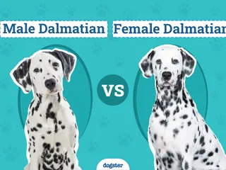 Male vs. Female Dalmatians: The Key Differences (With Pictures)