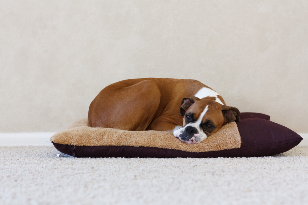 boxer dog sleeping on bed