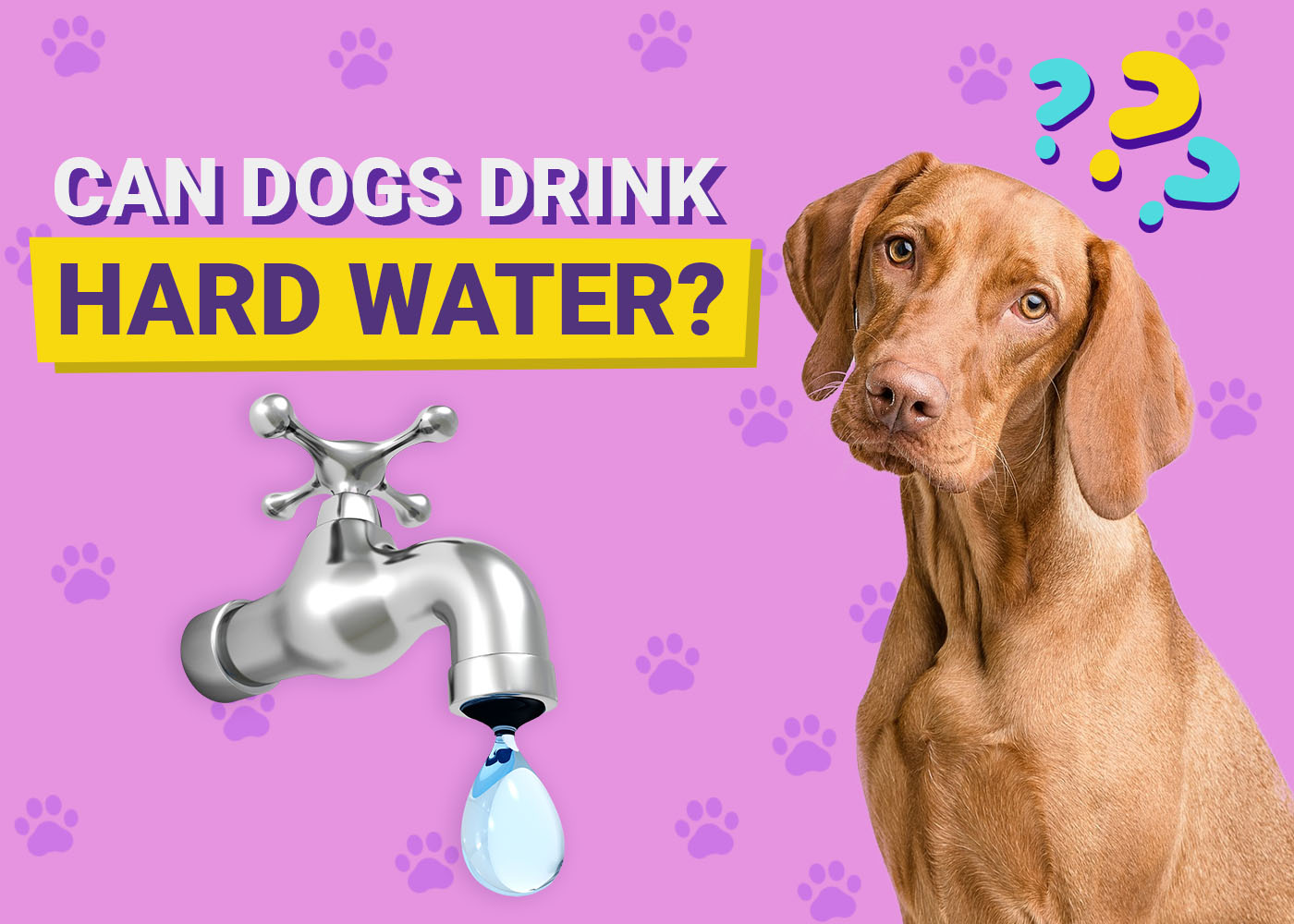 Can Dogs Drink Hard Water? Is Hard Water Bad For Dogs? (Vet-Verified)