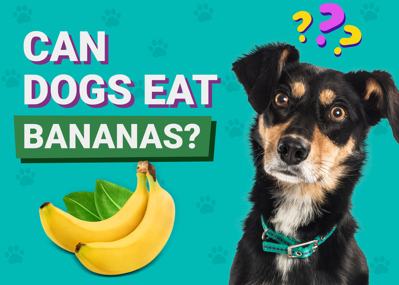 Can Dogs Eat Bananas? Our Vet Explains Benefits & FAQ