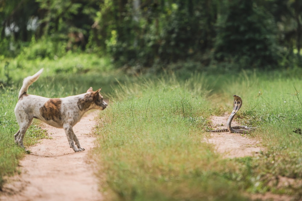 Snake Bites on Dogs: Types, Signs & Treatment (Vet Answer)