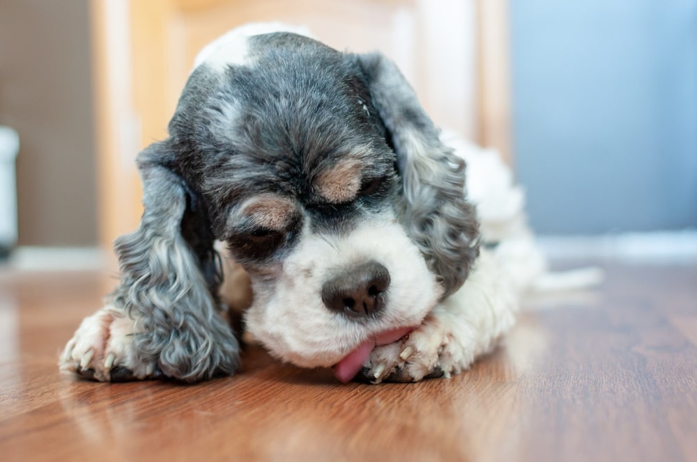 dogn licking its paw