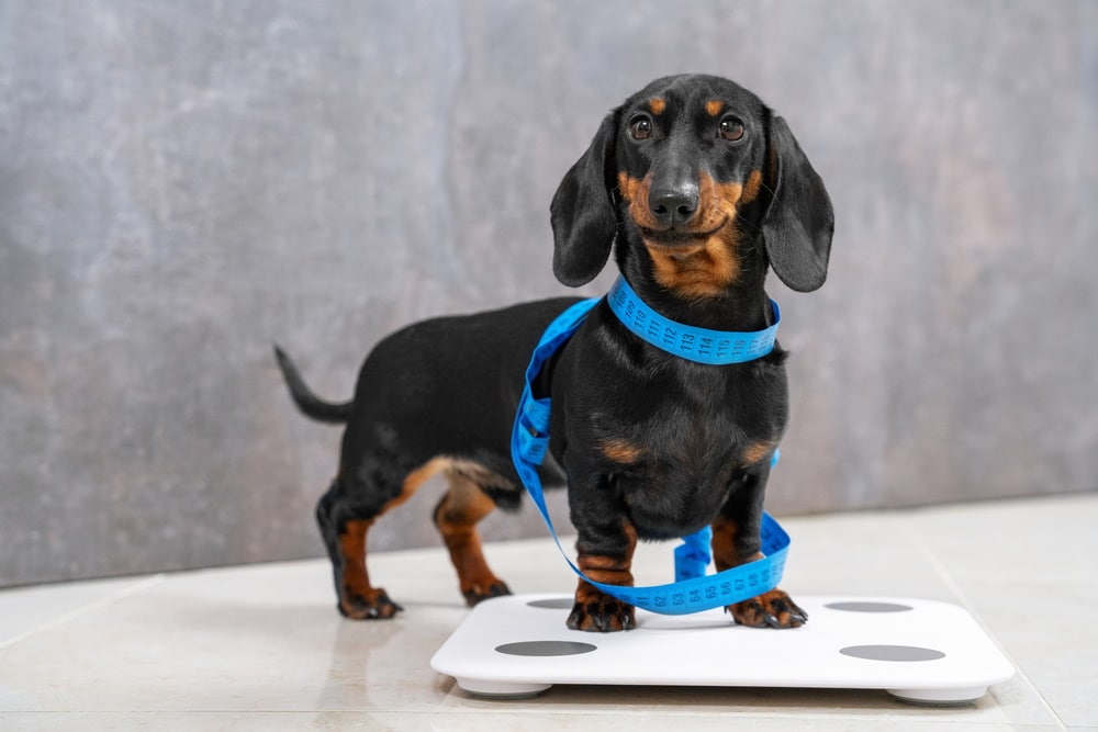 Why Is My Dog Not Losing Weight? 4 Vet-Reviewed Reasons & Care Tips