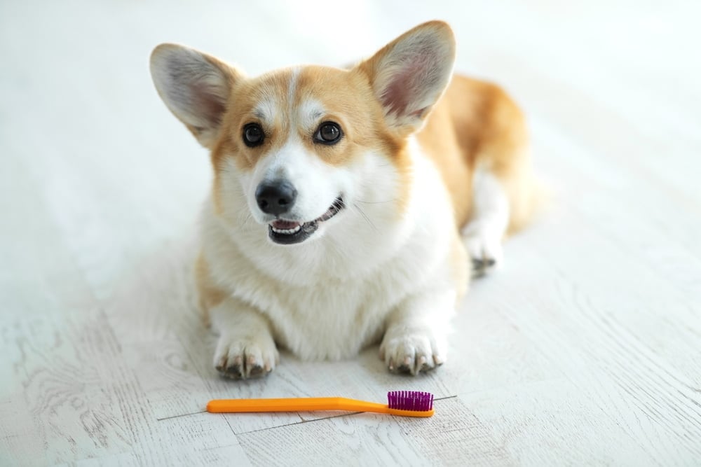 Can Dogs Share Toothbrushes? Vet-Verified Facts & FAQ