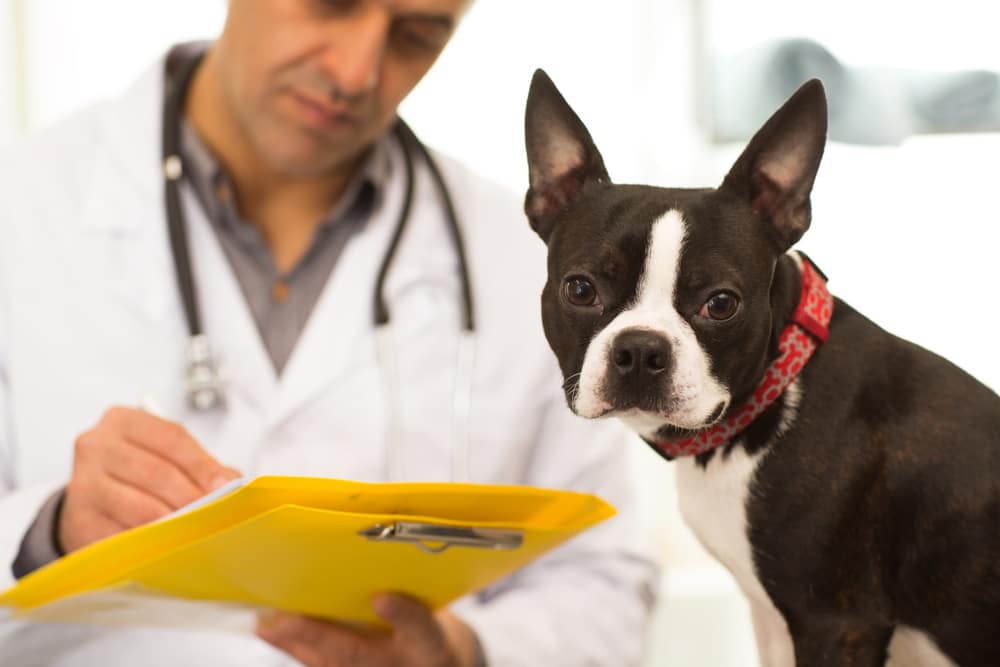 boston terrier dog and vet