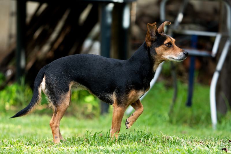 Why Is My Dog Limping? 7 Vet-Reviewed Causes & What to Do