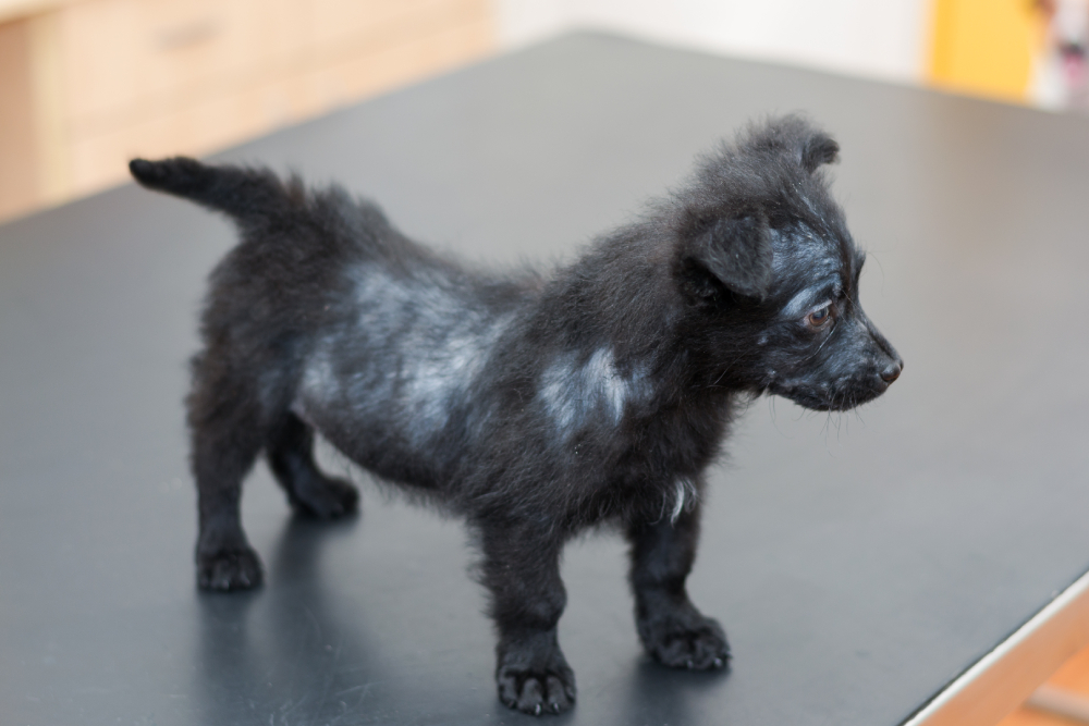 Why Does My Puppy Have Bald Spots? 8 Vet Reviewed Reasons