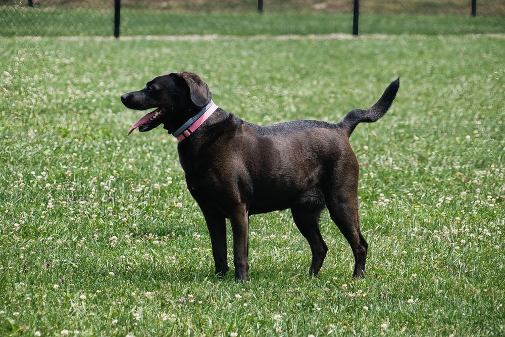 Why Is My Dog's Tail Kinked? 4 Vet-Verified Possible Reasons