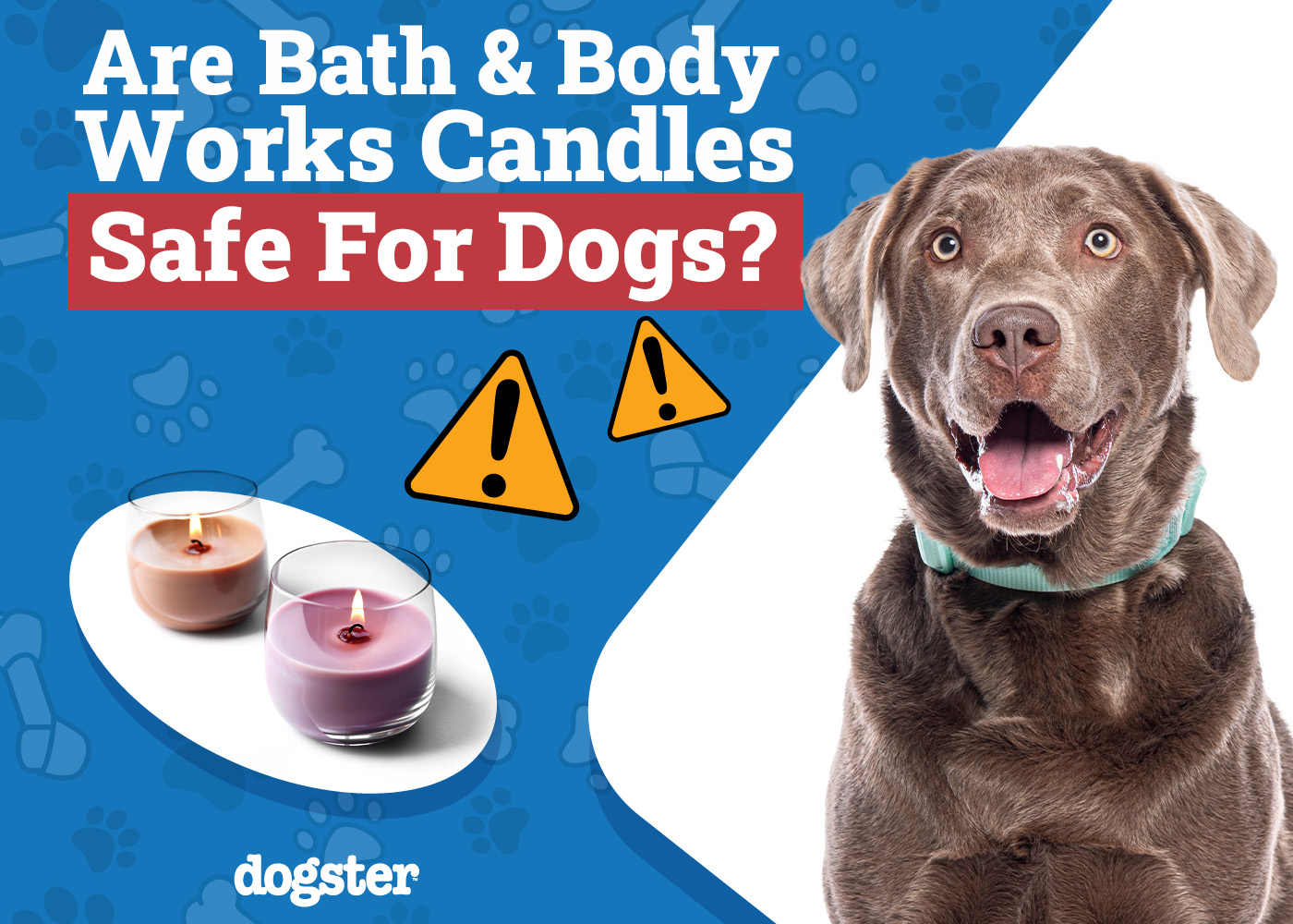 Are Bath & Body Works Candles Safe for Dogs? Vet-Verified Facts & Safety Guide