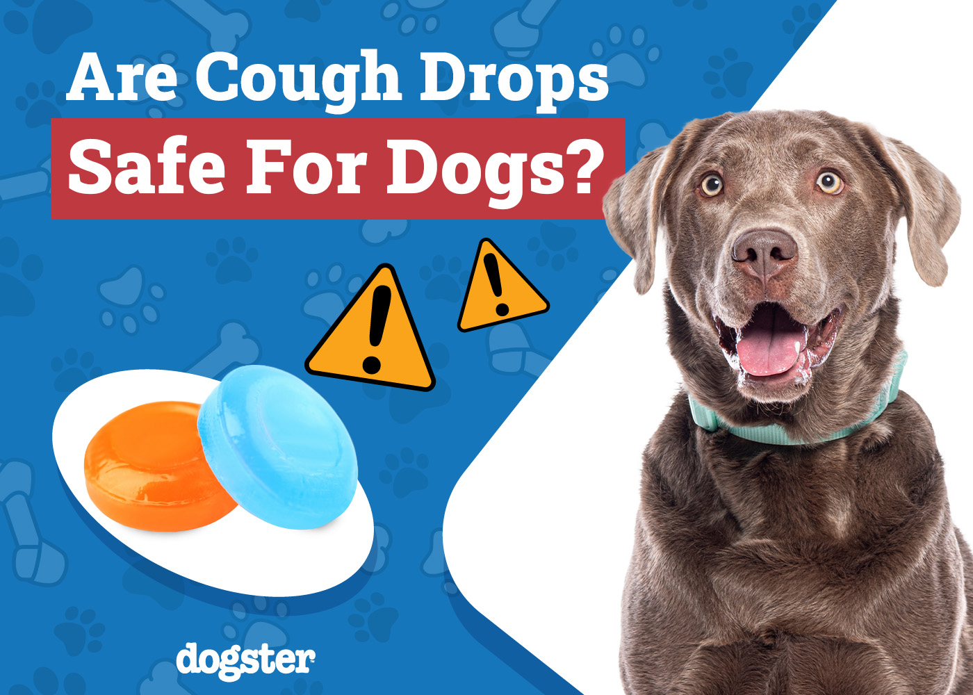 Are Cough Drops Safe for Dogs? Vet Approved Advice!