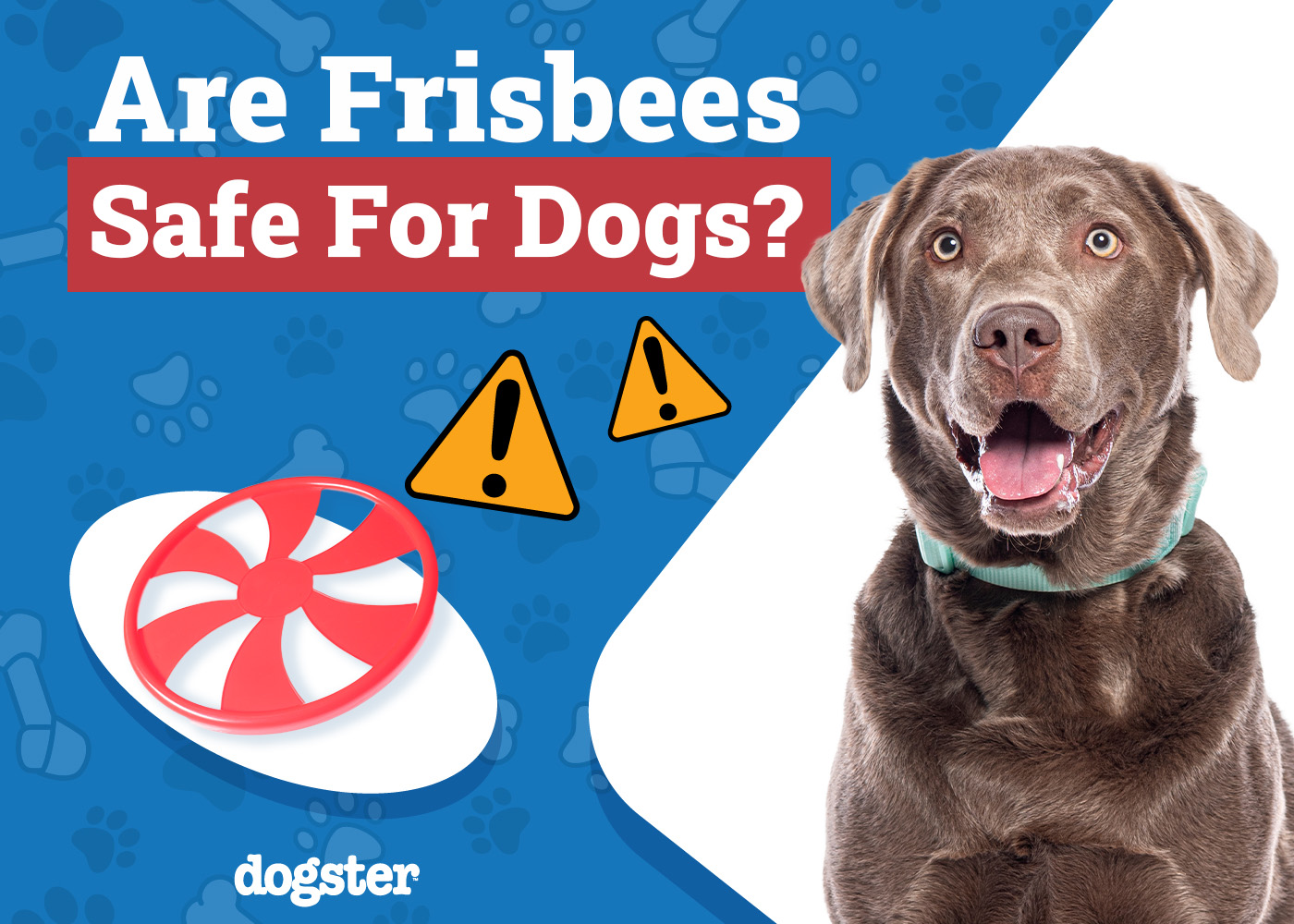 Are Frisbees Safe for Dogs? Vet-Reviewed Risks & Safety Tips