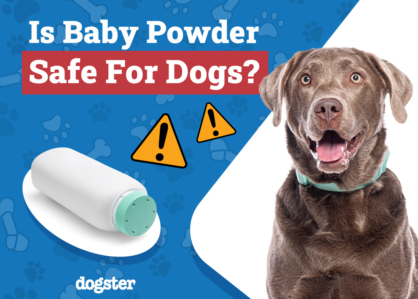 Is Baby Powder Safe for Dogs? Vet Approved Safety Advice