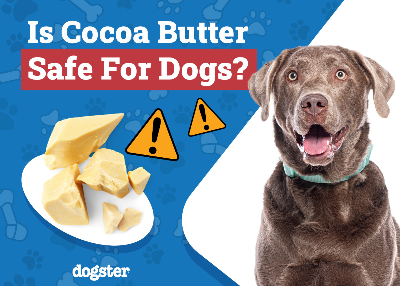 Is Cocoa Butter Safe for Dogs? Vet-Verified Safety & Advice