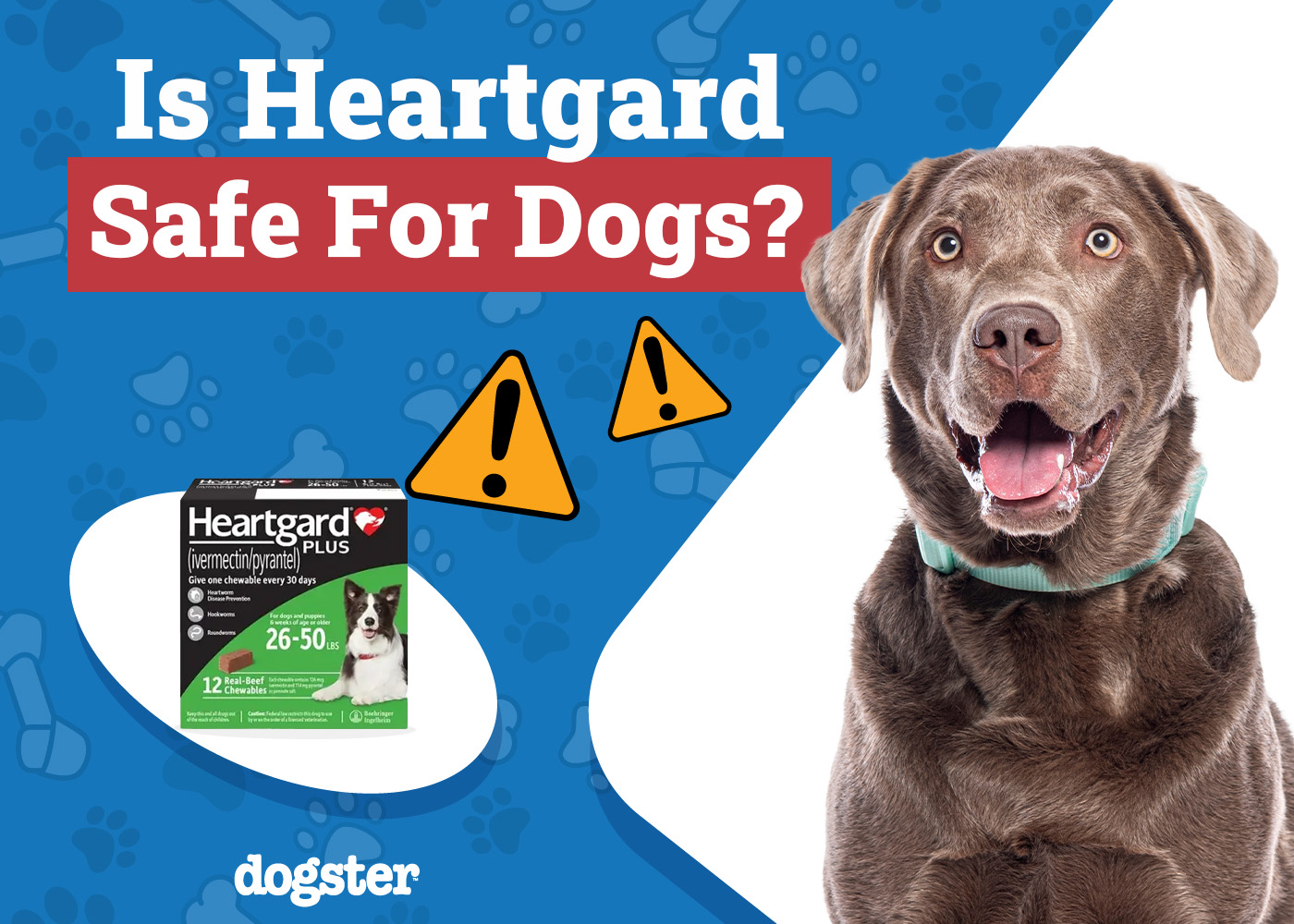 Is Heartgard Safe for Dogs? Vet Approved Facts & FAQ