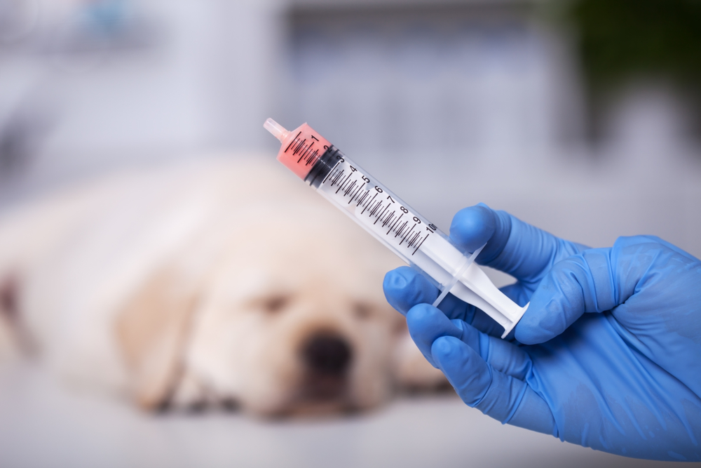Can Dewormers Cause Seizures? Health & Safety Facts (Vet Answer)