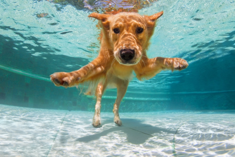 Seth Casteel Tells Us About His New Book, "Underwater Puppies"