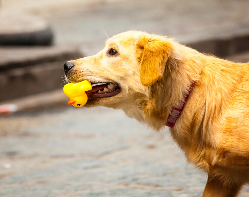 What It Means When Your Dog Walks Around Holding a Toy: 4 Vet-Reviewed Reasons