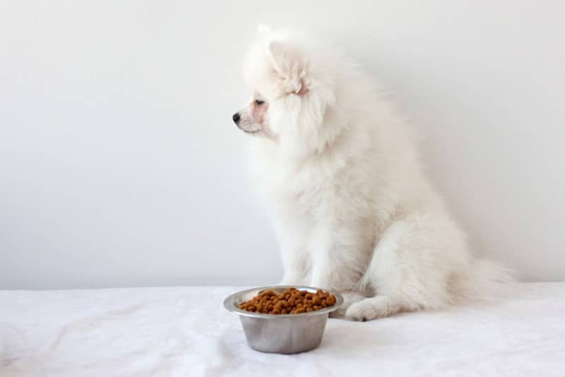 Chronic Pancreatitis in Dogs: Causes, Signs & Care (Vet Answer)