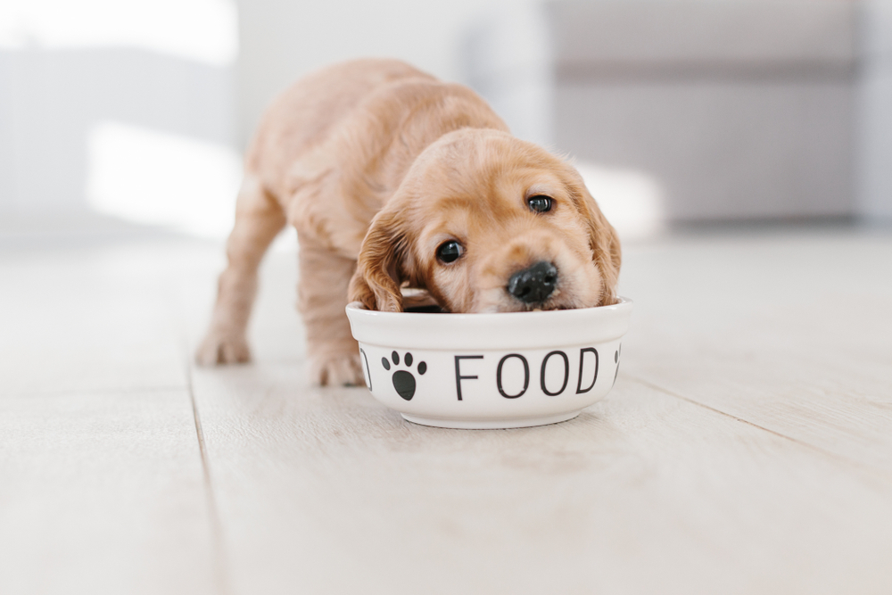 How to Feed a Puppy: 10 Vet-Approved Tips