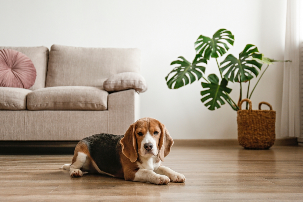 Beagle laying on the living room floor with plant in the background