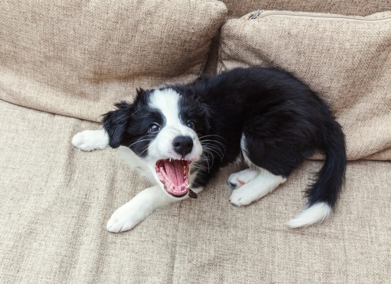 Why Is My Dog So Annoying? 10 Irritating Behaviors & What To Do
