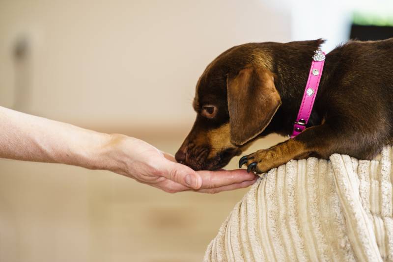 Little dachshund purebreed long bodied short legged small dog eating food for human owner male hand