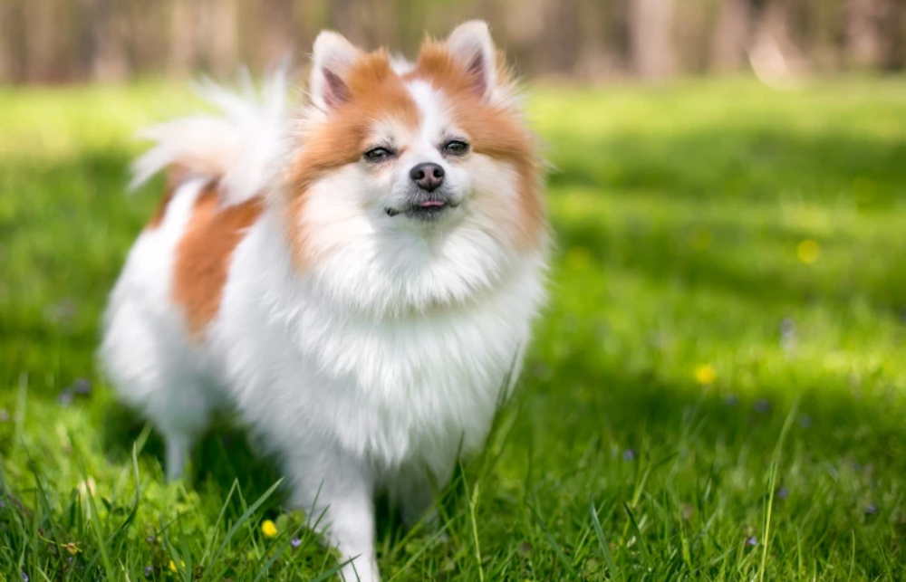 Why Is My Pomeranian Shaking? 6 Likely Reasons