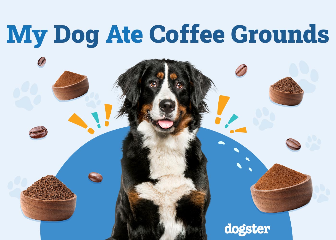 My Dog Ate Coffee Grounds: What Should I Do? Our Vet Answers