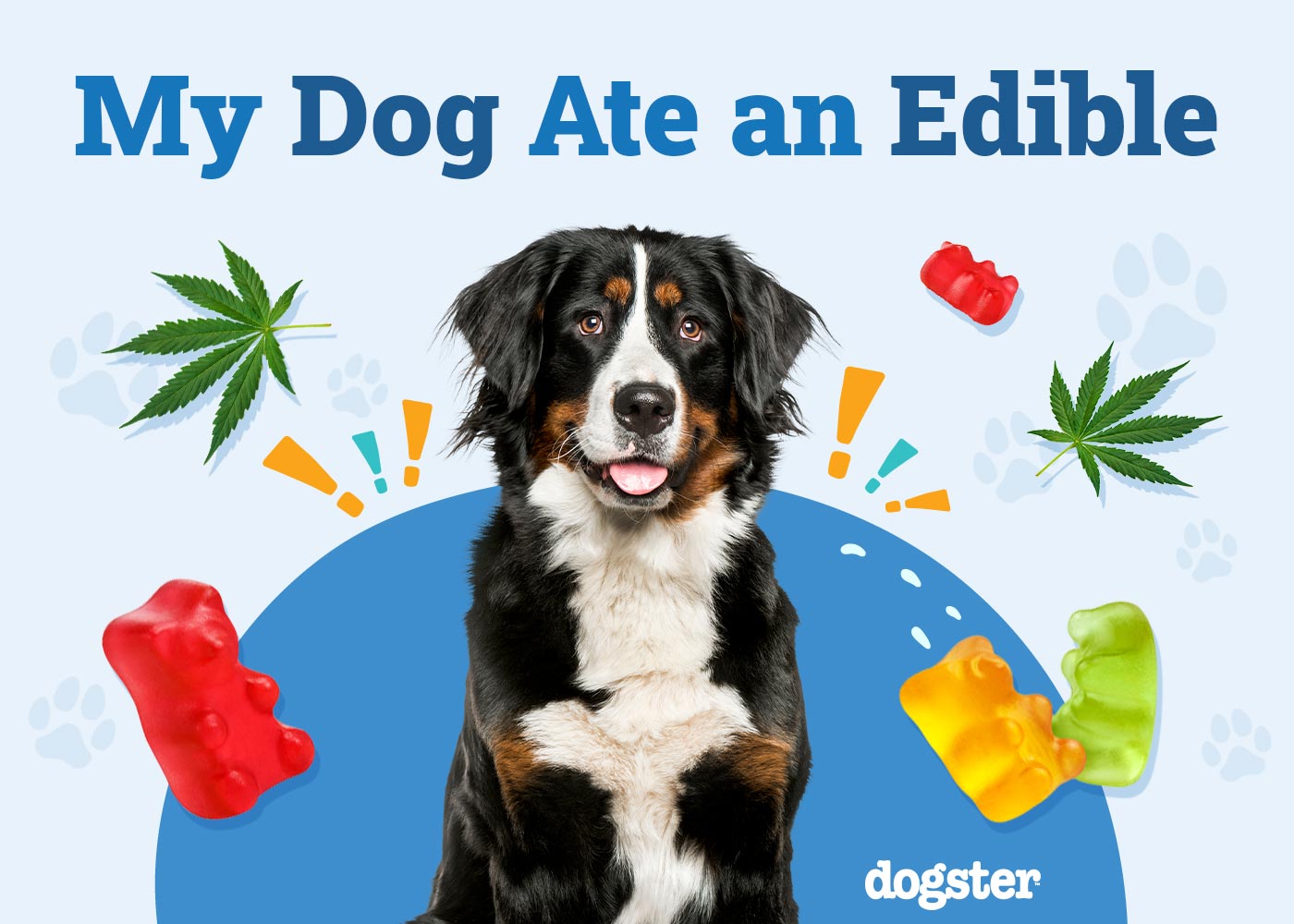 My Dog Ate an Edible, What Should I Do? (Vet Answer)