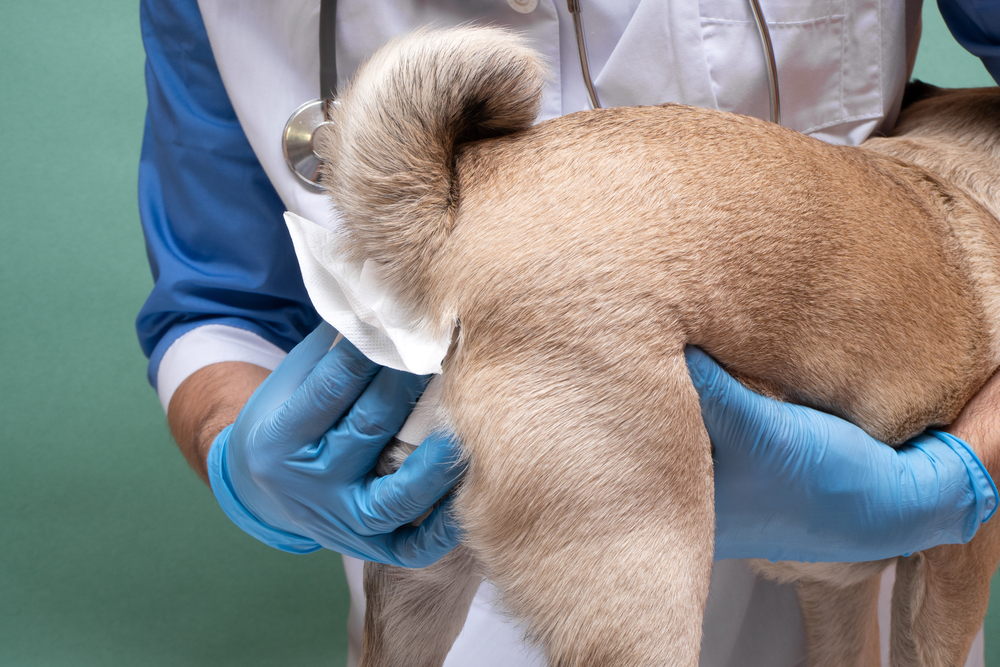 Anal Gland Removal in Dogs: When to Consider It (Vet Answer)