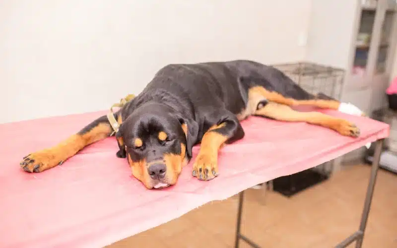 Internal Bleeding in Dogs: Causes, Facts & Prognosis (Vet Answer)